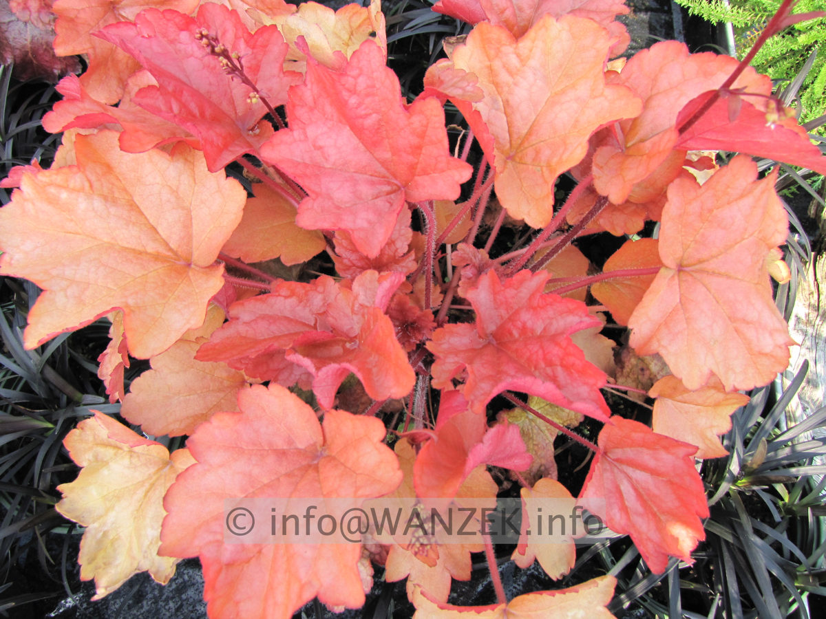 Heuchera Hybride Caramel 00.JPG